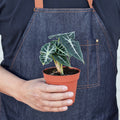 Alocasia Amazonica 'Bambino' - 4" Pot - Garden Gets