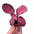 Calathea 'Purple Rose' - Garden Gets