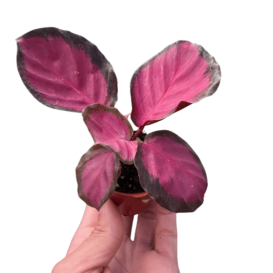Calathea 'Purple Rose' - Garden Gets
