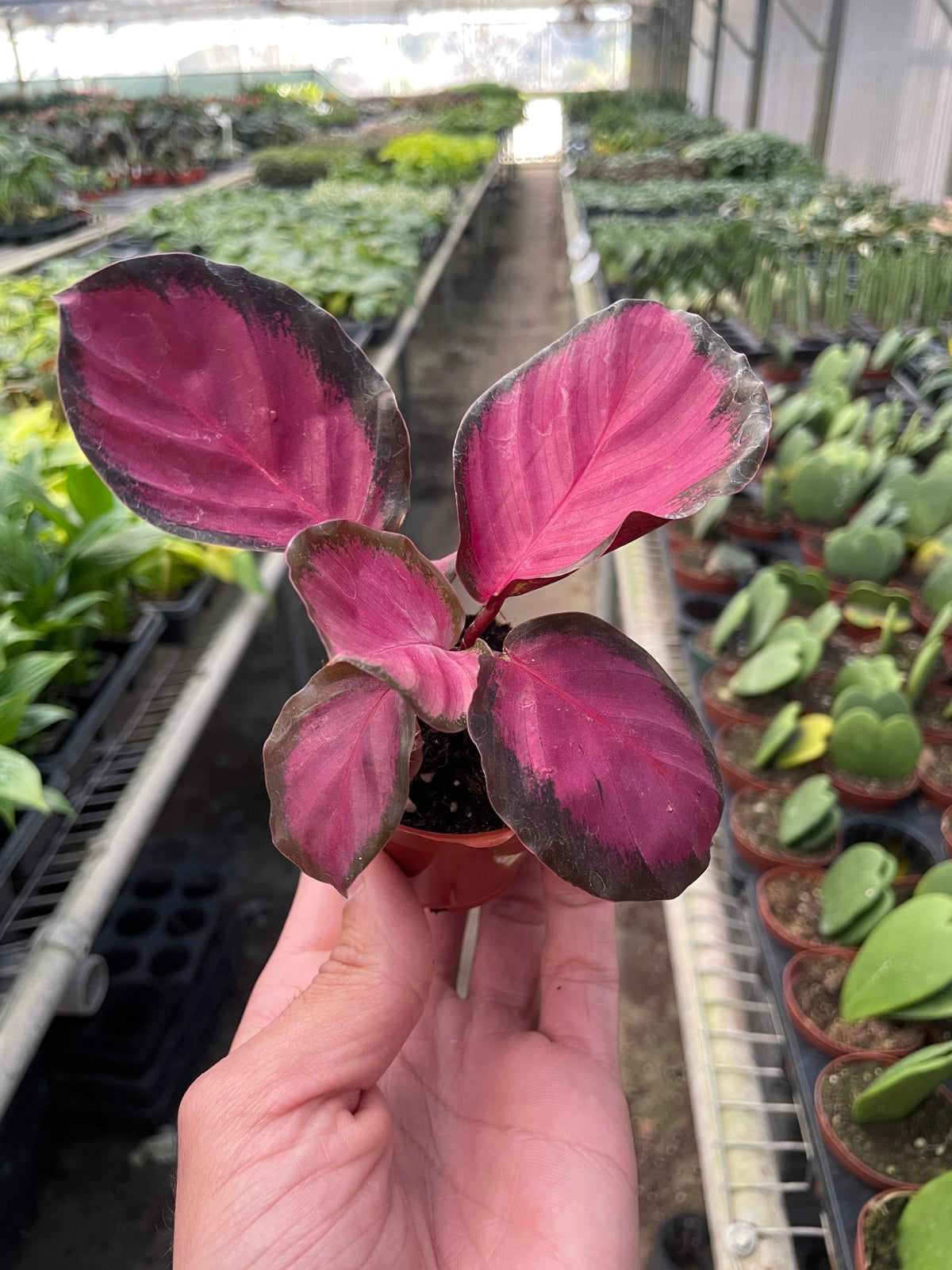 Calathea 'Purple Rose' - Garden Gets