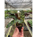 Calathea Lancifolia 'Rattlesnake' - Garden Gets