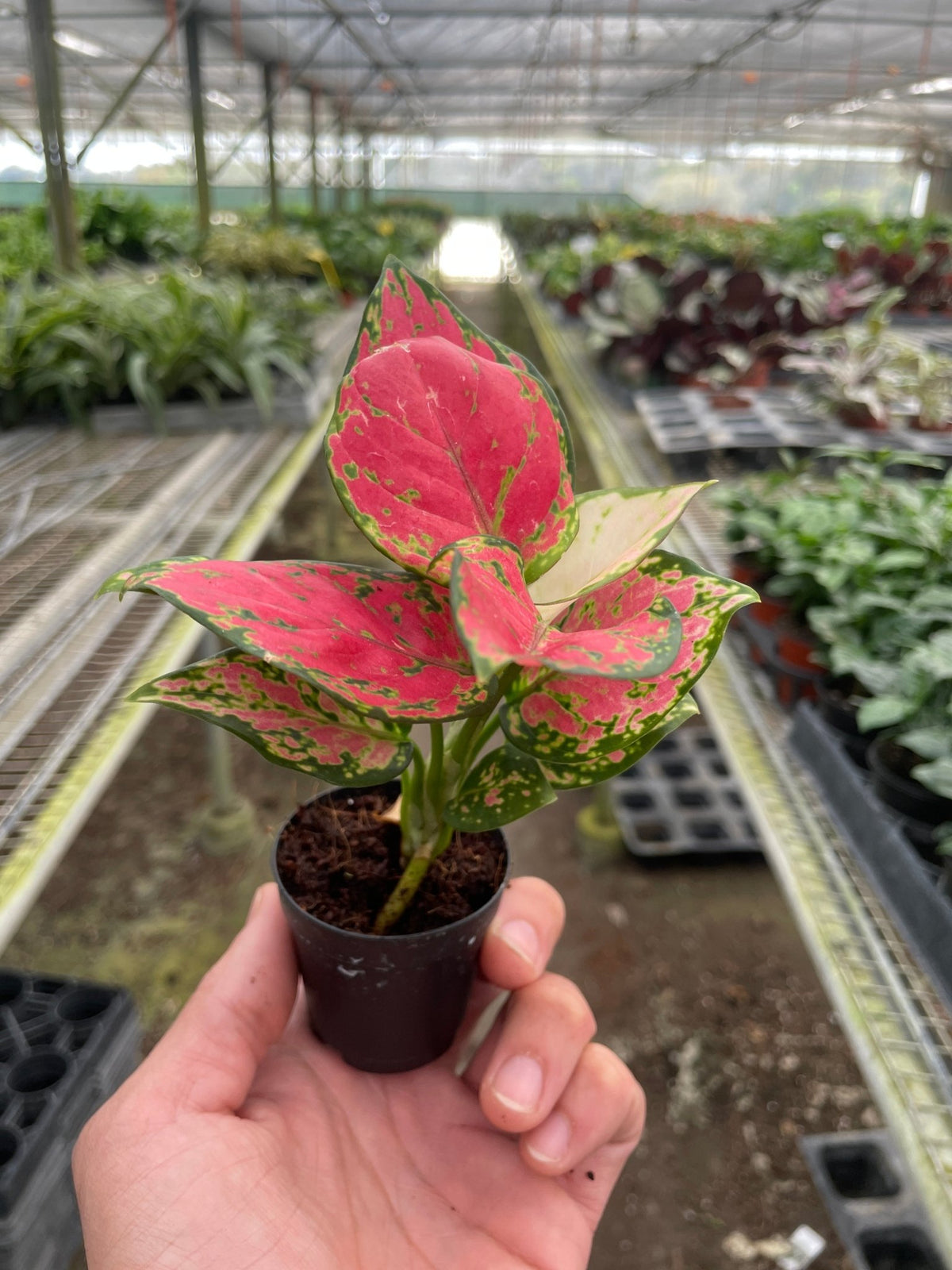 Chinese Evergreen 'Lady Valentine' - Garden Gets