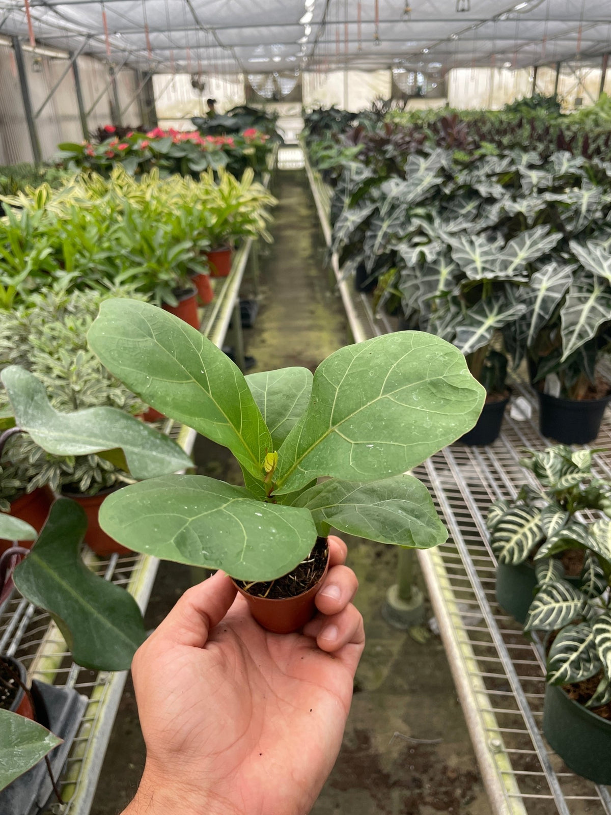 Ficus Lyrata 'Fiddle Leaf Fig' - Garden Gets