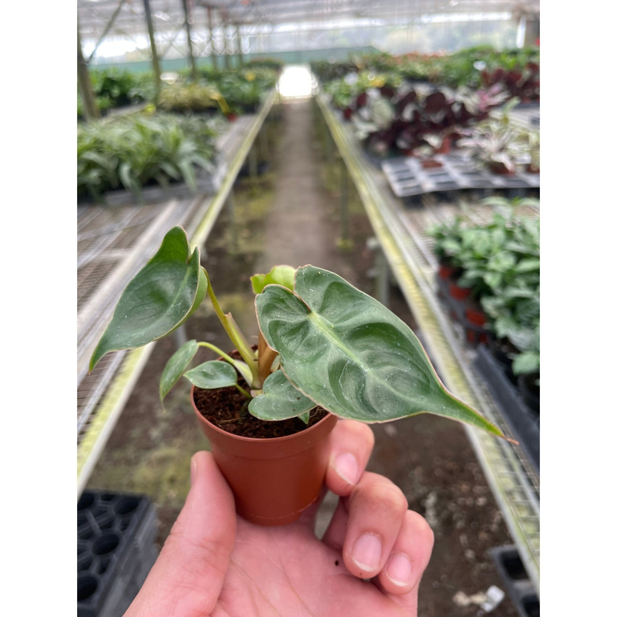 Philodendron 'Billietiae' - Garden Gets