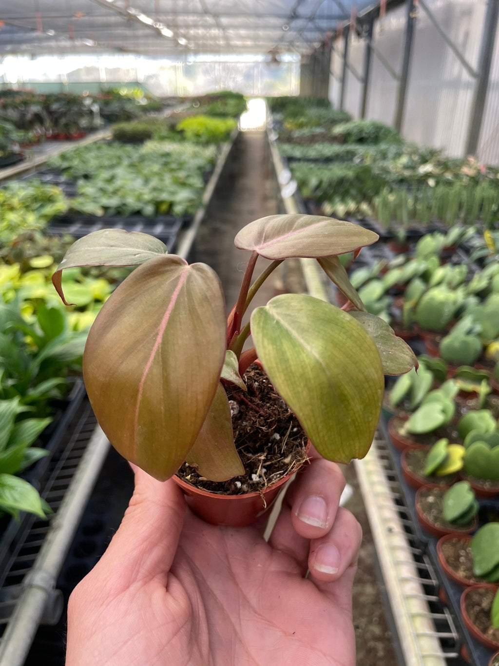 Philodendron 'Summer Glory' - Garden Gets