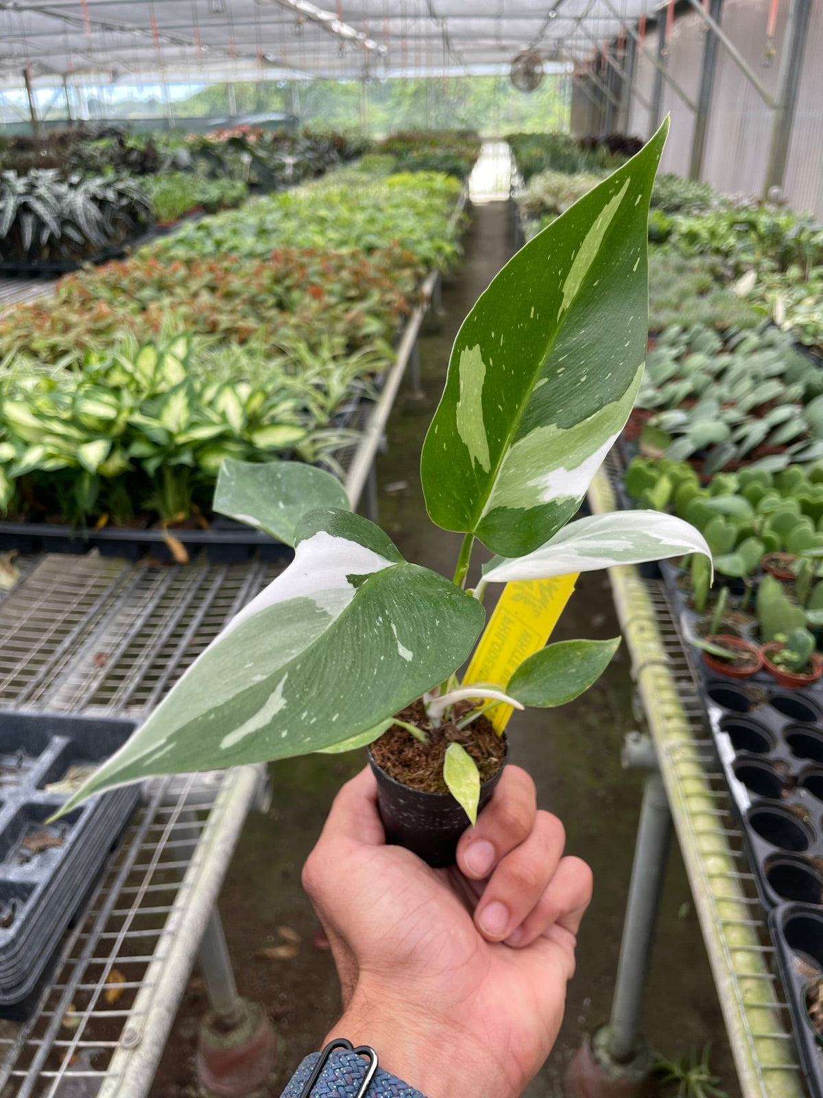 Philodendron 'White Princess' - Garden Gets