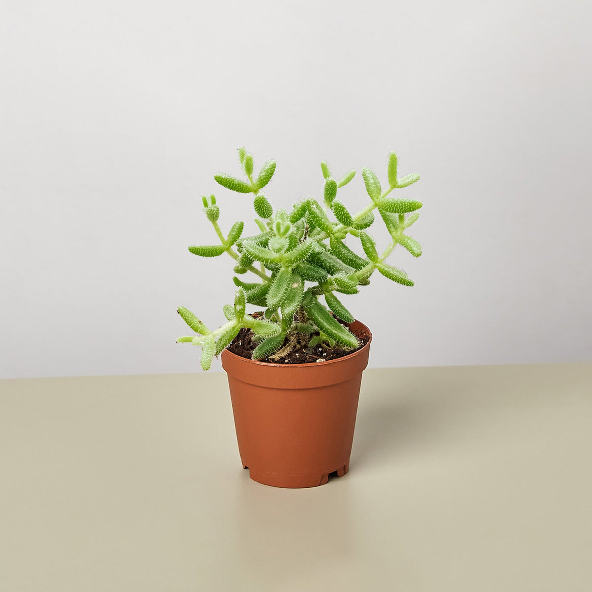 Delosperma echinatum 'Pickle Plant' - Garden Gets