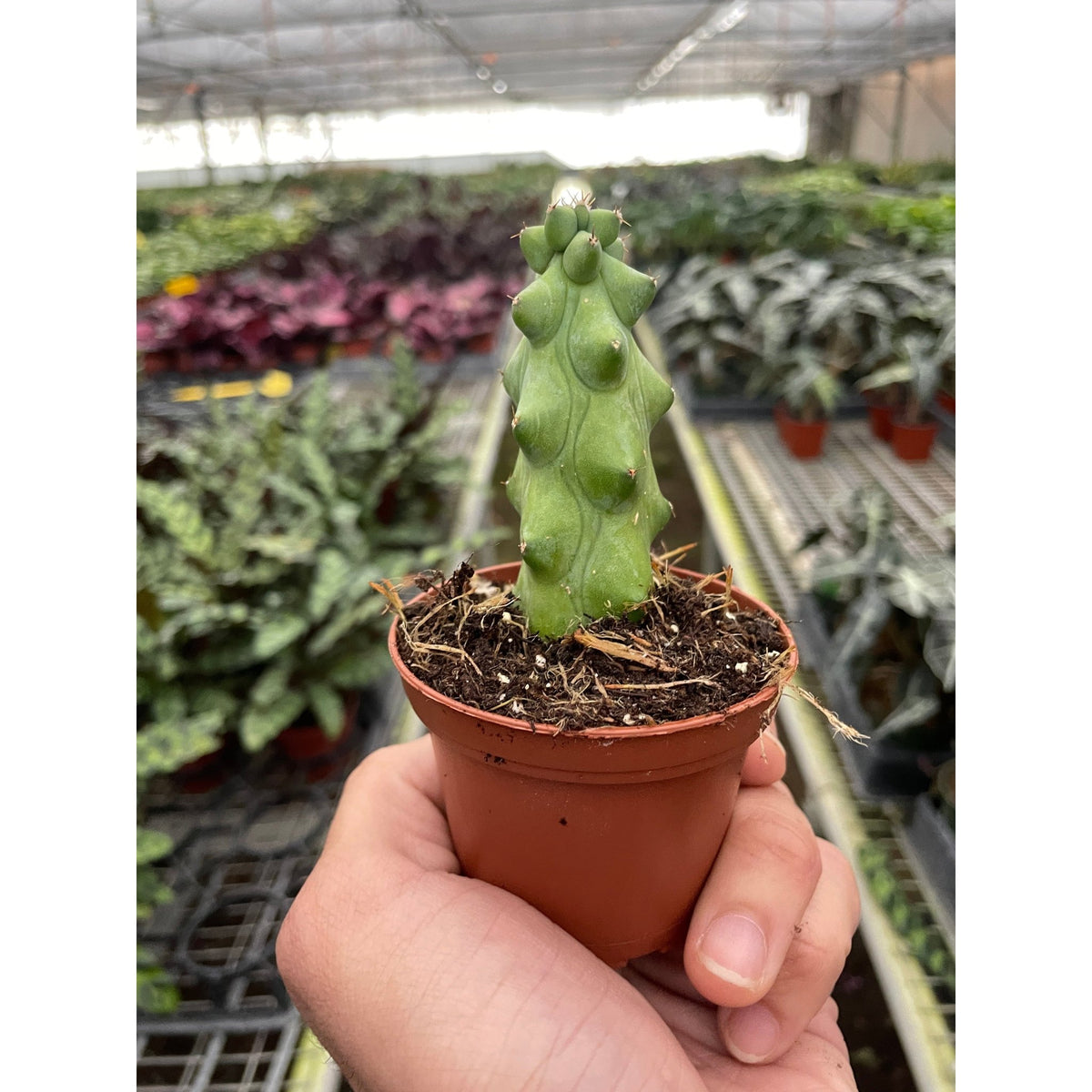 Boobie Cactus - Garden Gets