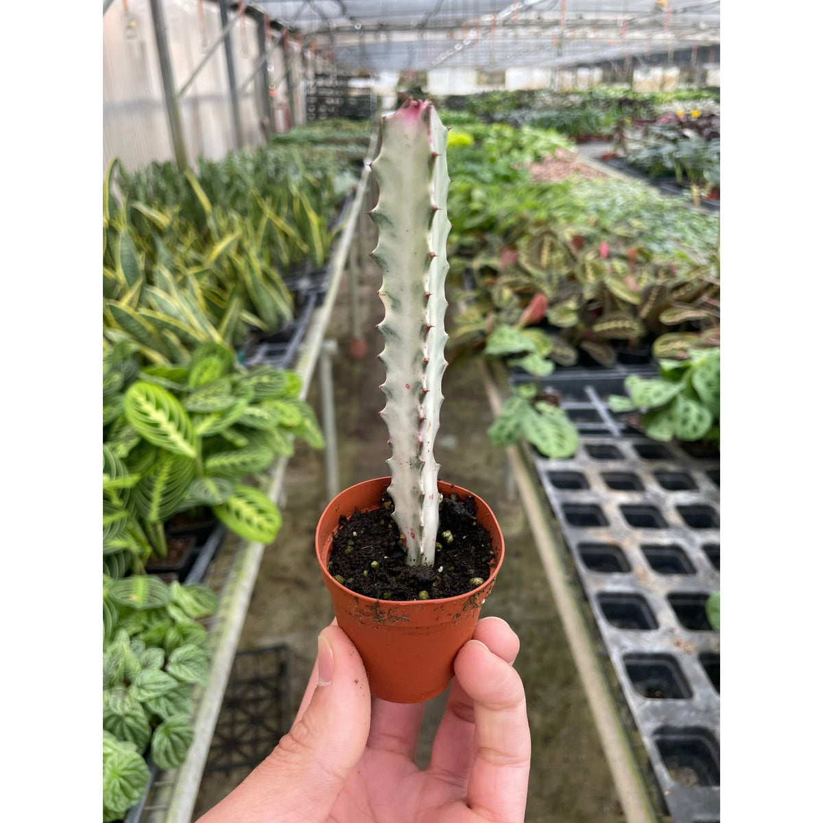 4" Succulent Euphorbia 'Dragon Bone' - Garden Gets