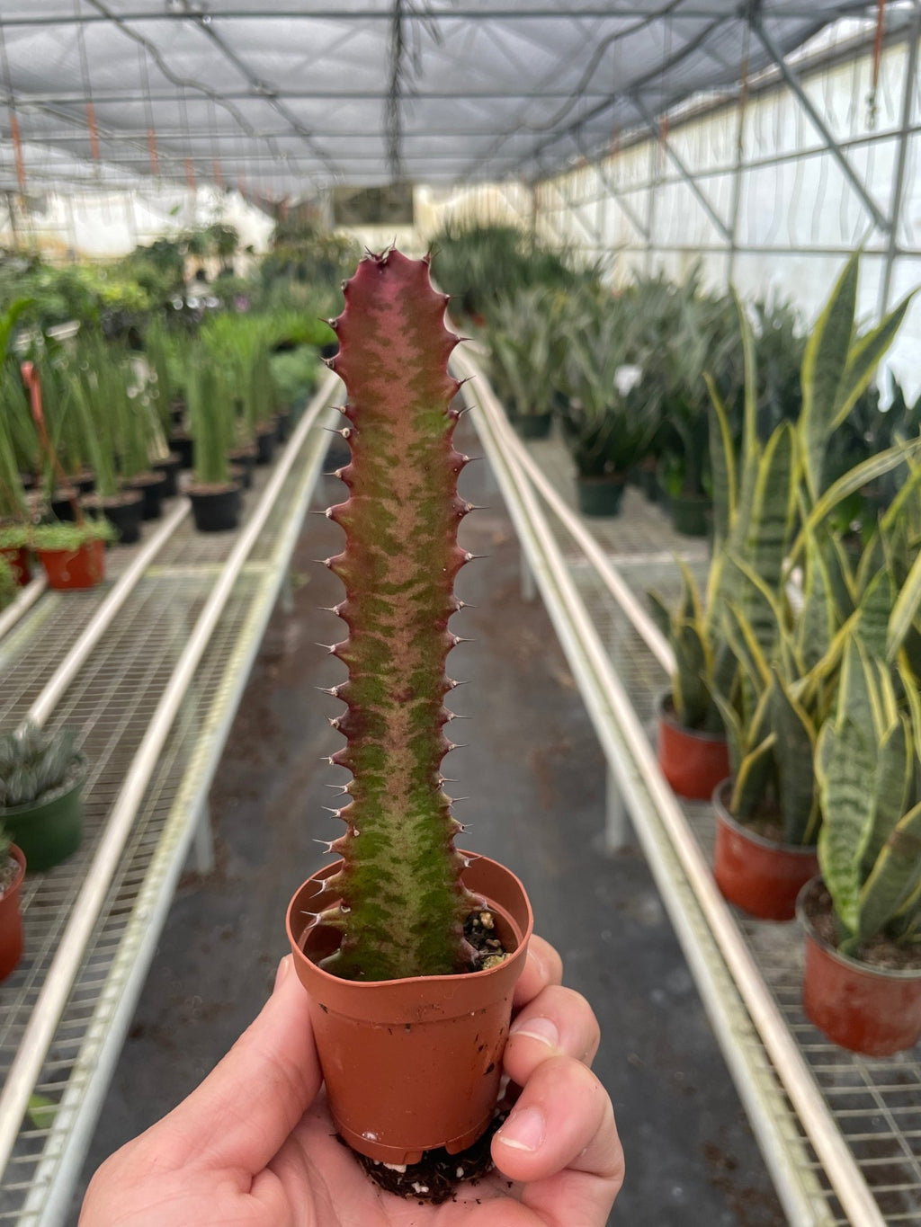 Succulent Euphorbia 'Trigona Rubra' - Garden Gets