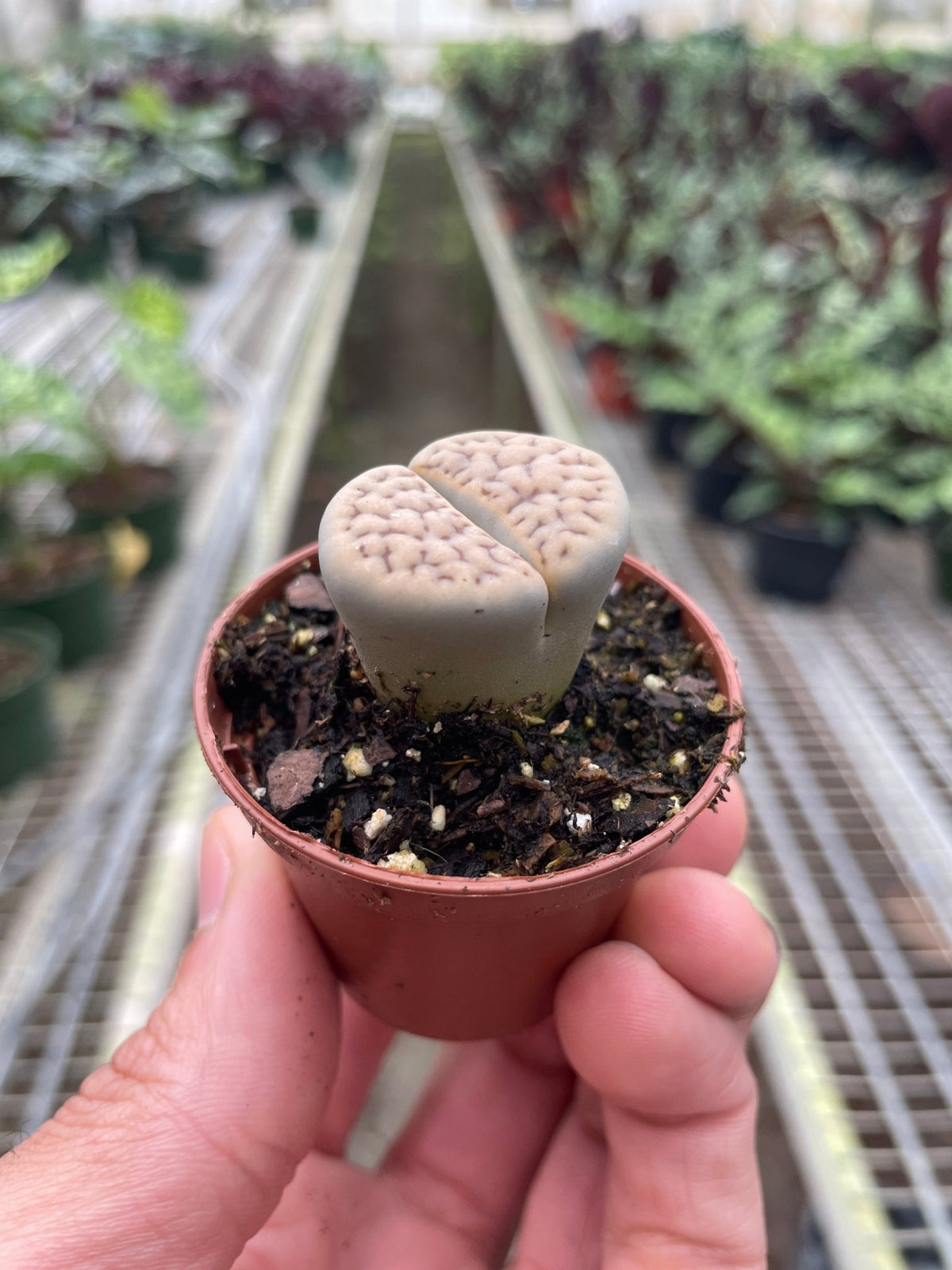Lithop Living Stone - Garden Gets