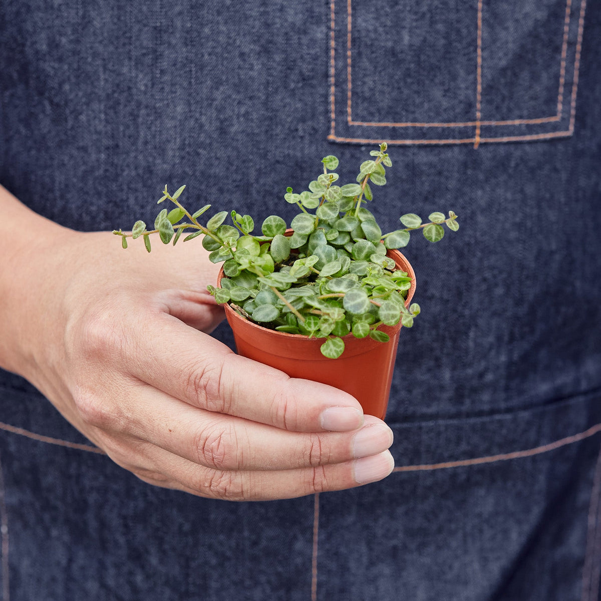 Peperomia Prostrata 'String of Turtles' - Garden Gets