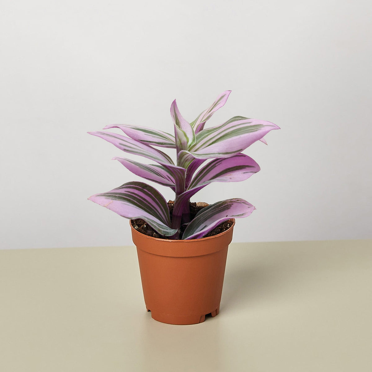 Tradescantia 'Nanouk' - Garden Gets
