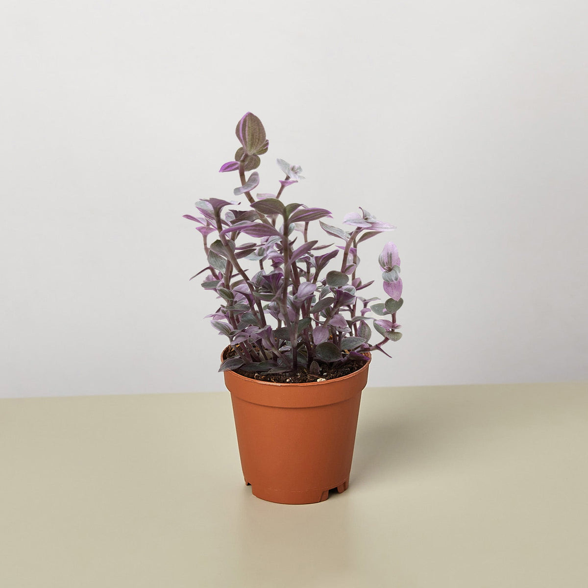 Tradescantia Callisia 'Pink Panther' - Garden Gets