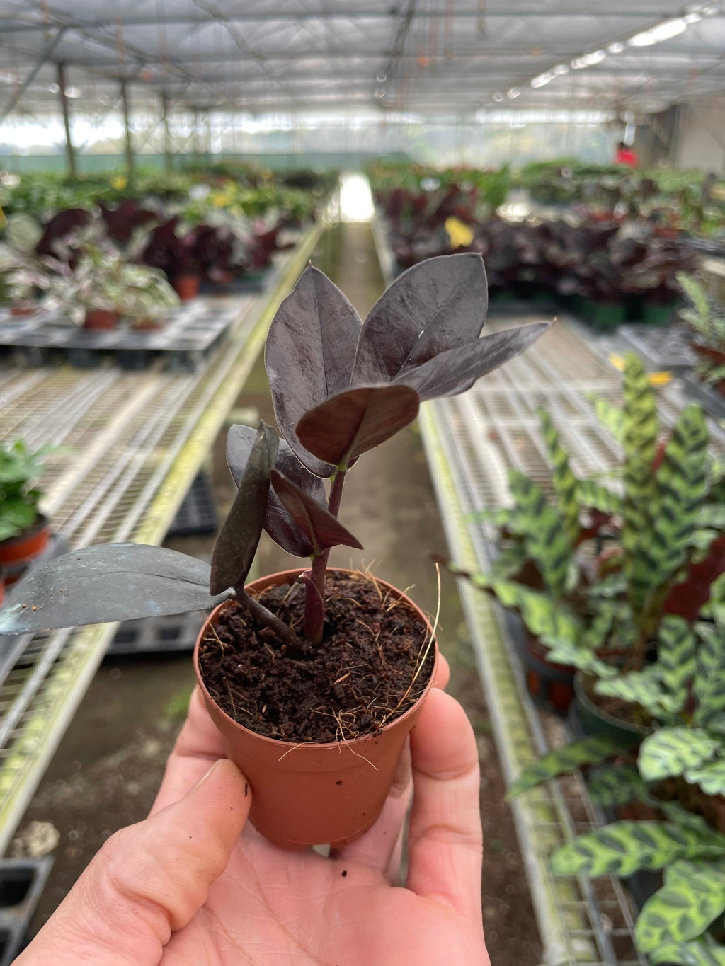 ZZ Zamioculcas 'Black Queen' - Garden Gets