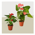2 Anthurium Variety Pack- All Different Colors - 4" Pots - Garden Gets