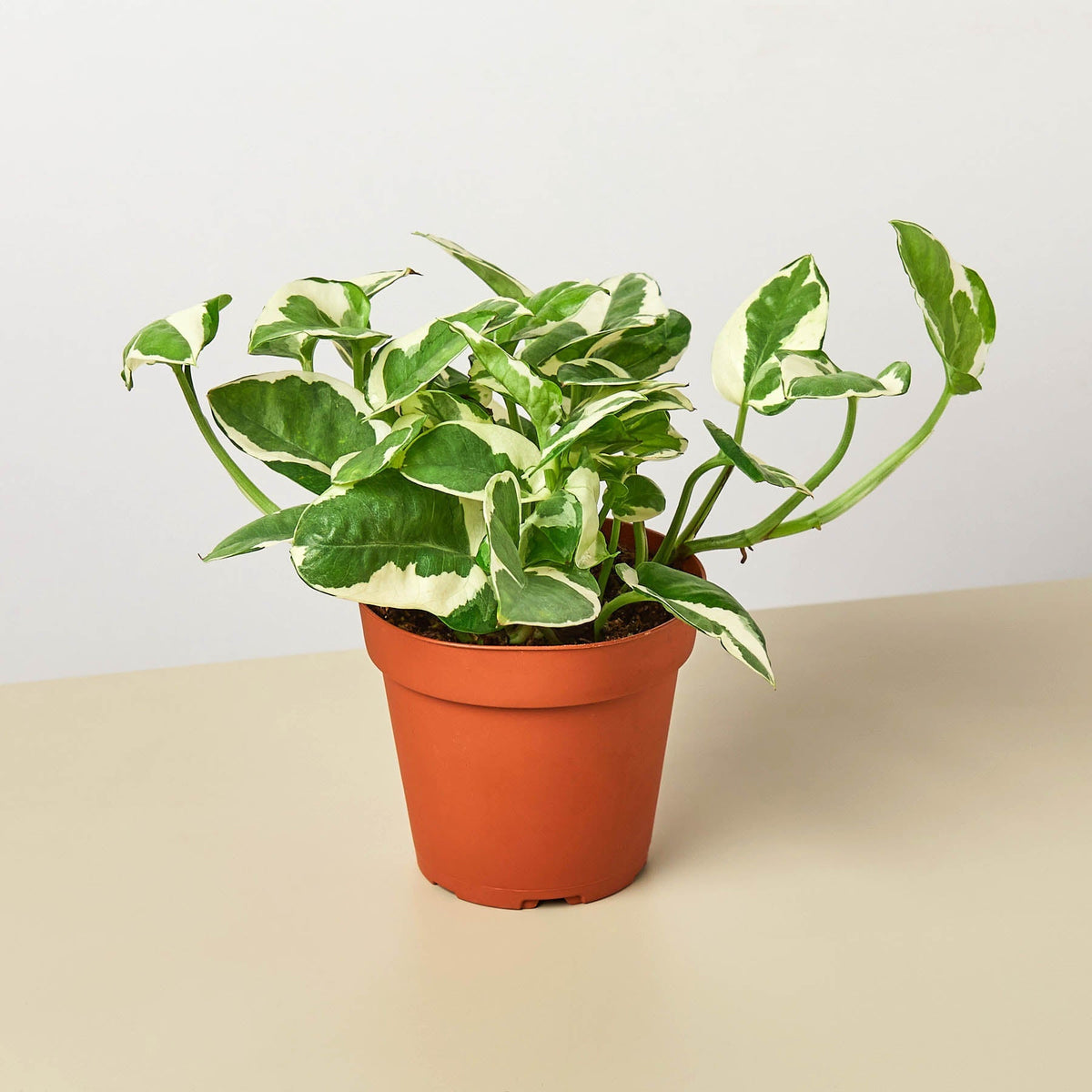 Pothos 'N'joy' - Garden Gets