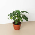 Syngonium wendlandii 'Black Velvet' - Garden Gets
