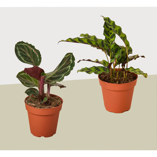 2 Calathea Plant Variety Pack - 4" Pots - Live Houseplant - Garden Gets