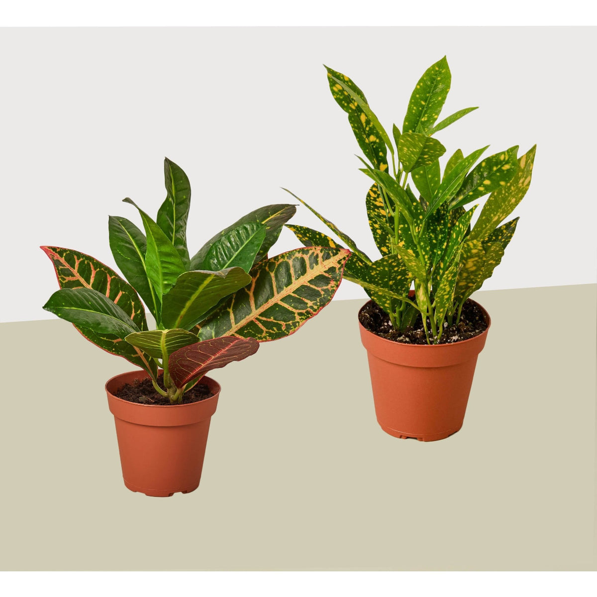 2 Croton Variety Pack / 4" Pot / Live Plant / House Plant - Garden Gets