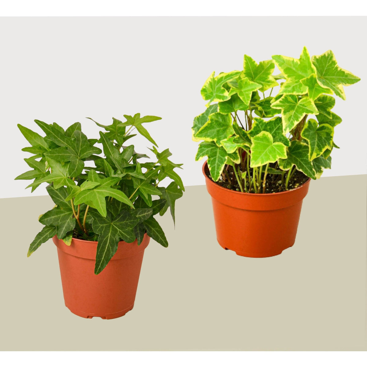 2 English Ivy Variety Pack - Live House Plant - FREE Care Guide - 4" Pot - Garden Gets