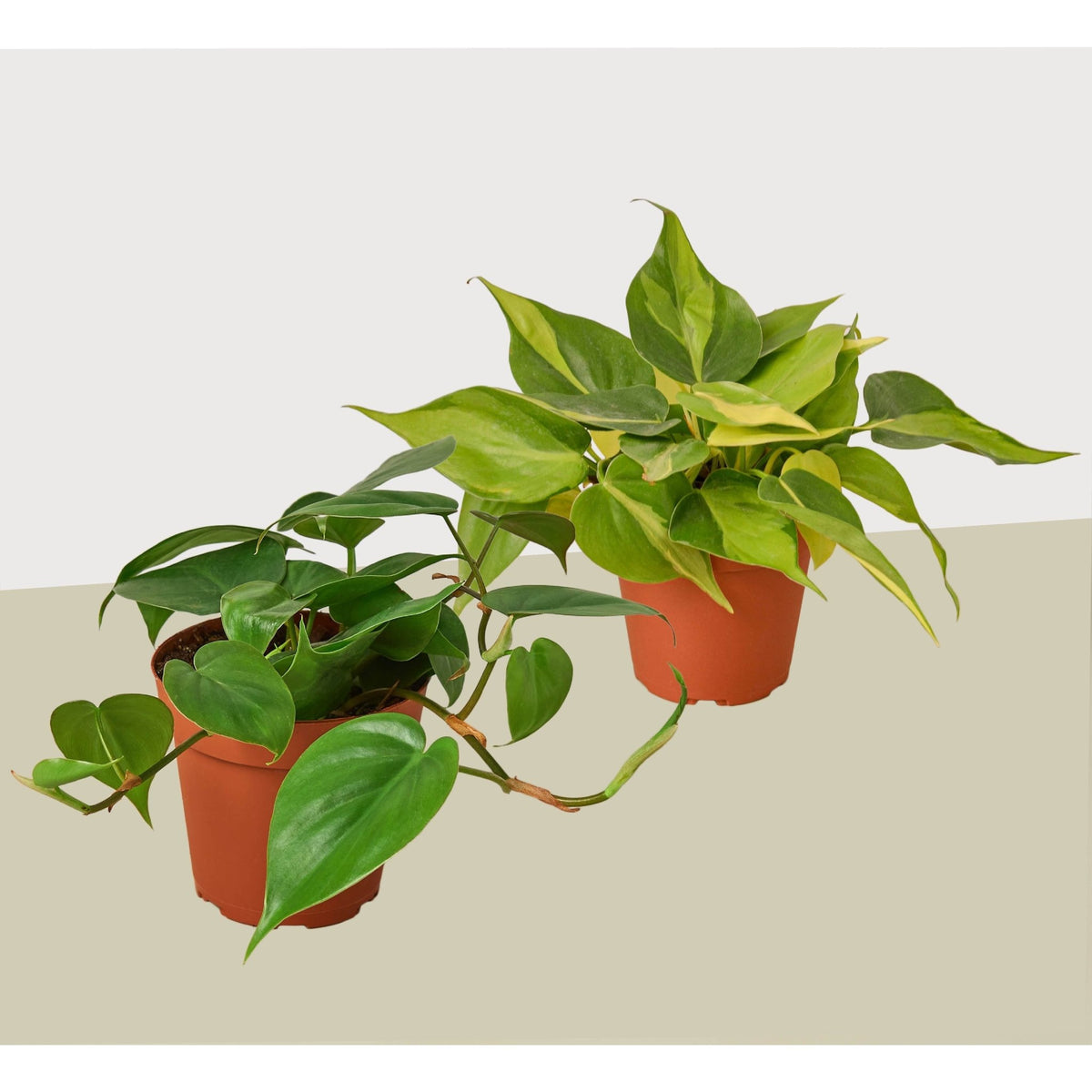 2 Philodendron Variety Pack - 4" Pot - Garden Gets