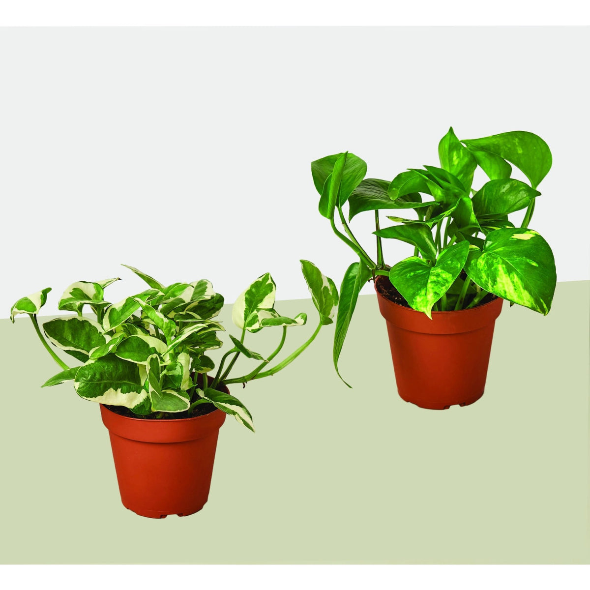 2 Pothos Variety Pack / 4" Pot / Live Plant / Home and Garden Plants - Garden Gets