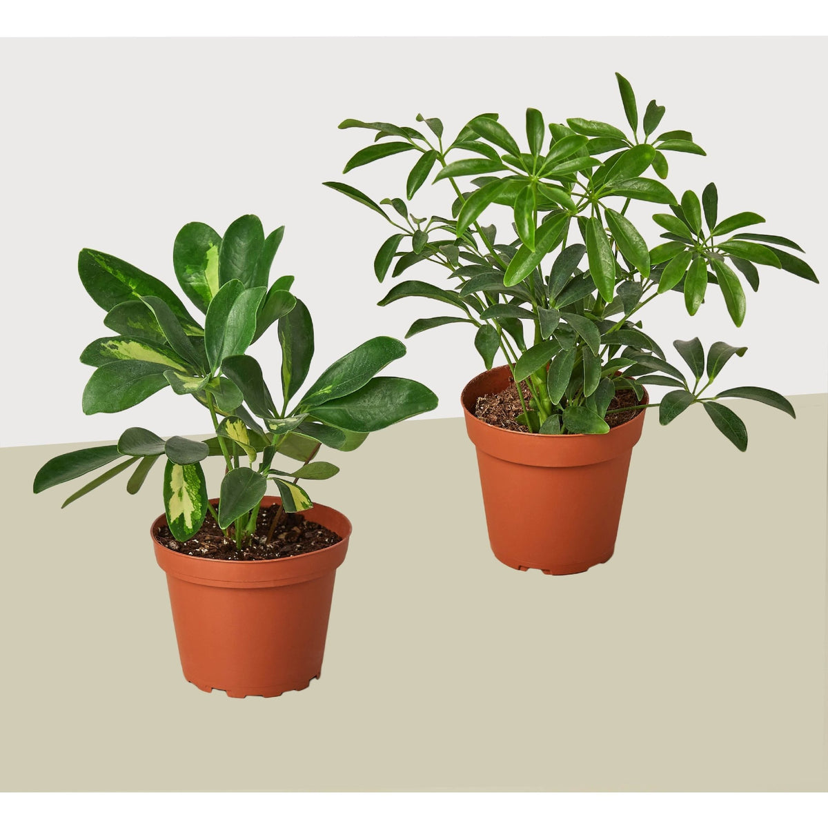 2 Different Schefflera Plants Variety Pack- Live House Plant - FREE Care Guide - Garden Gets