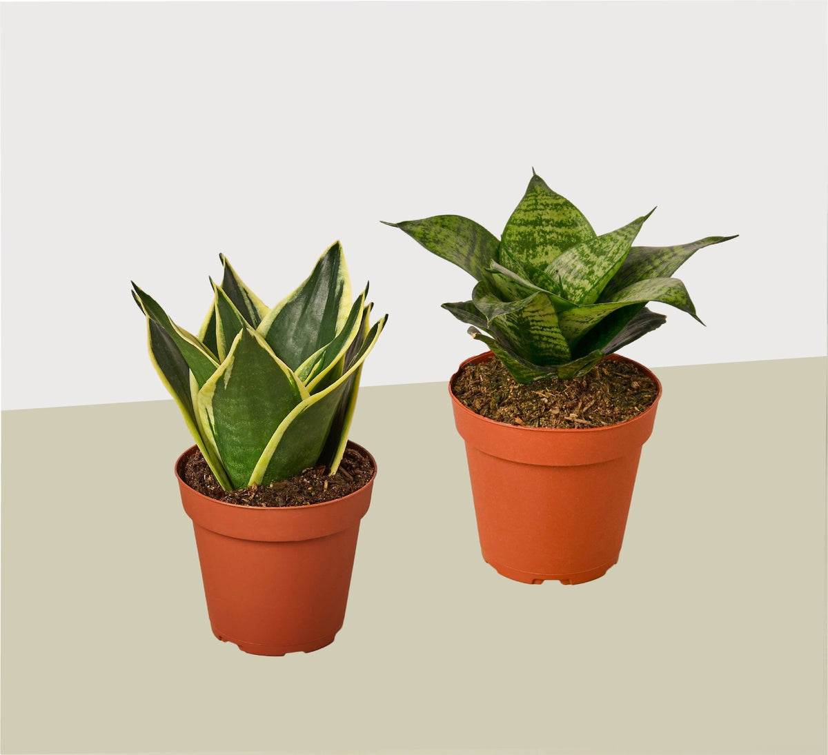 2 Snake Plant Variety (Sansevieria) / 4" Pot / Live Plant - Garden Gets