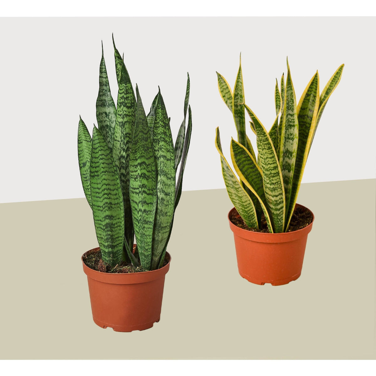 2 Snake (Sansevieria) Plant Variety Pack/ 6" Pot / 12" - 18" Tall - Garden Gets