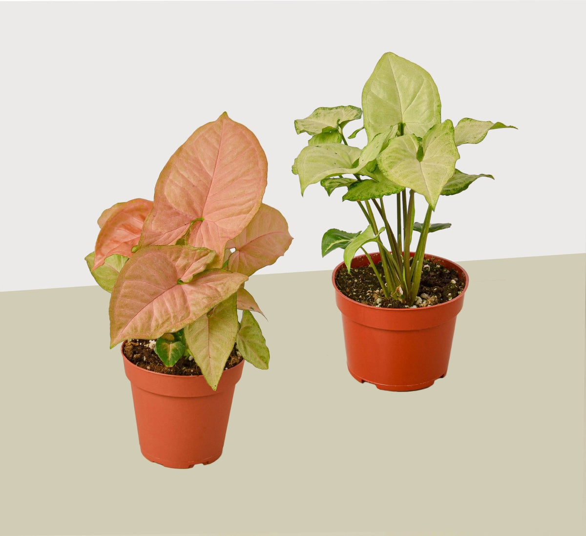 2 Syngonium Variety (Arrowhead Plant) / 4" Pot / Live Plant - Garden Gets