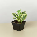 Peperomia 'Marble' - Garden Gets