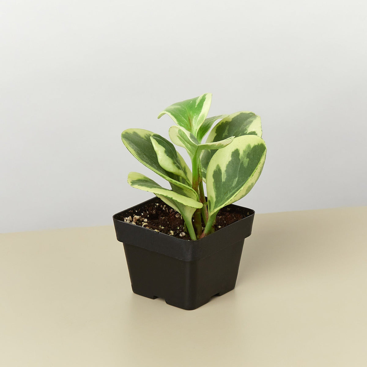 Peperomia 'Marble' - Garden Gets