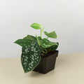 Pothos 'Satin' - Garden Gets