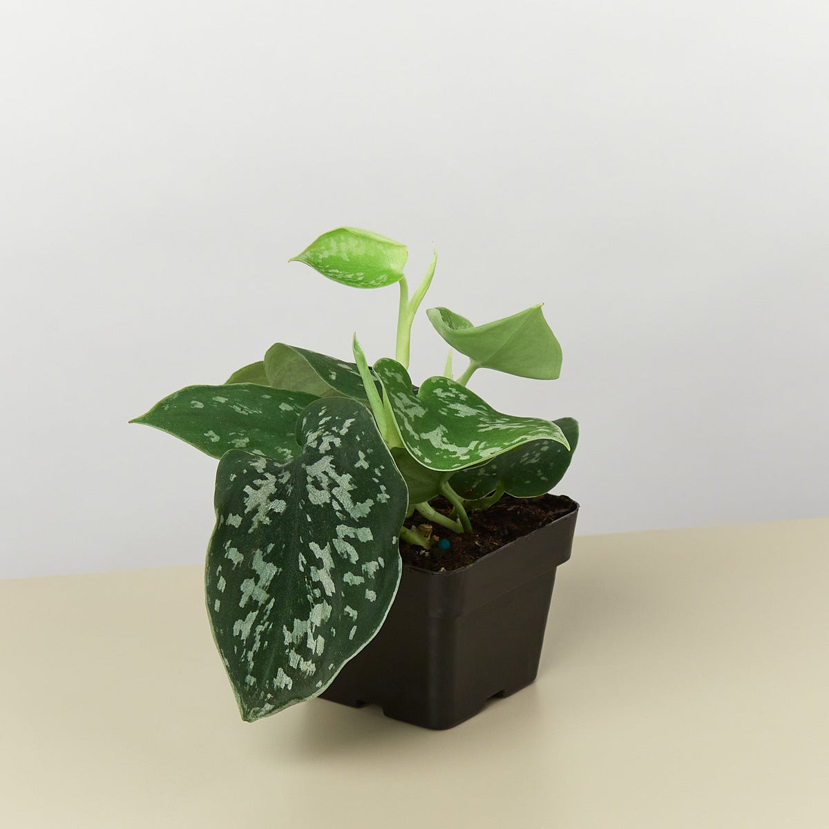 Pothos 'Satin' - Garden Gets