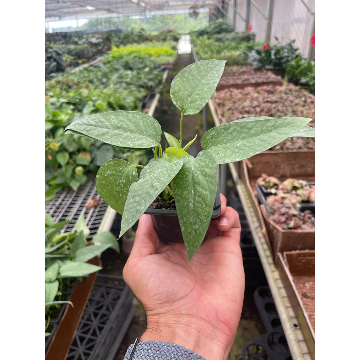 Pothos 'Cebu Blue' - Garden Gets