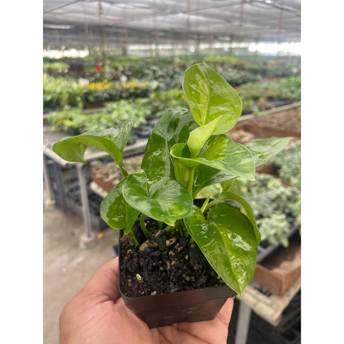 Pothos Global Green - Garden Gets