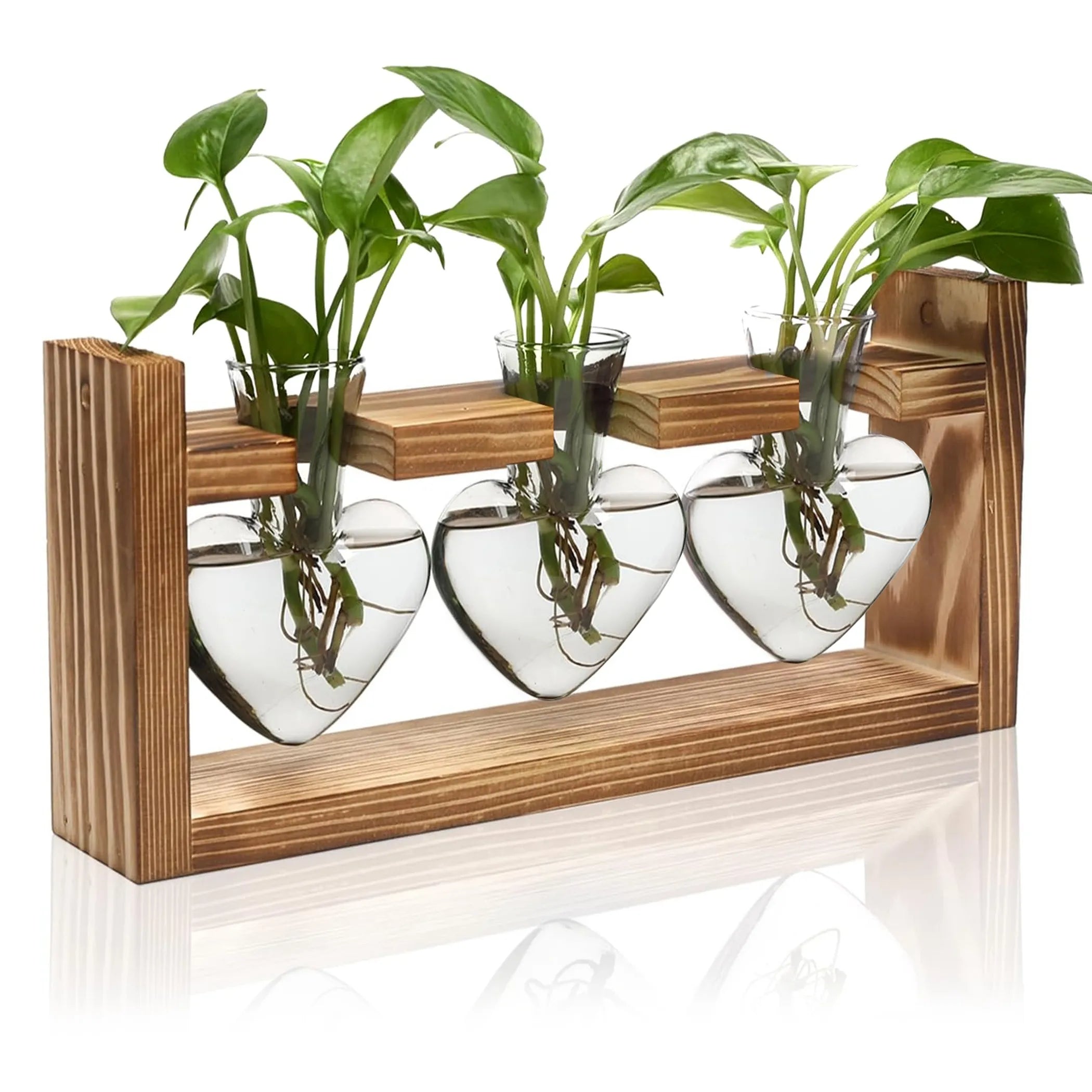 Plant Terrarium Propagation Station