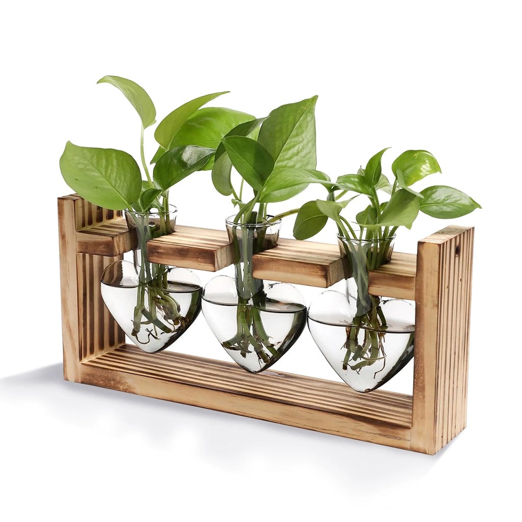 Plant Terrarium Propagation Station