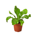 Bird's Nest 'Nidus' Fern - Garden Gets