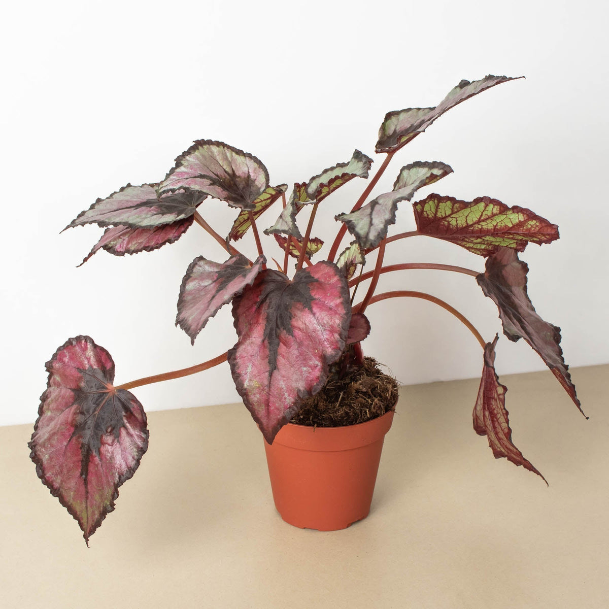 Begonia 'Rex' - 4" Pot - Garden Gets