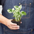 Pothos 'N'joy' - Garden Gets