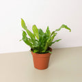 Fern 'Crocodile' - Garden Gets