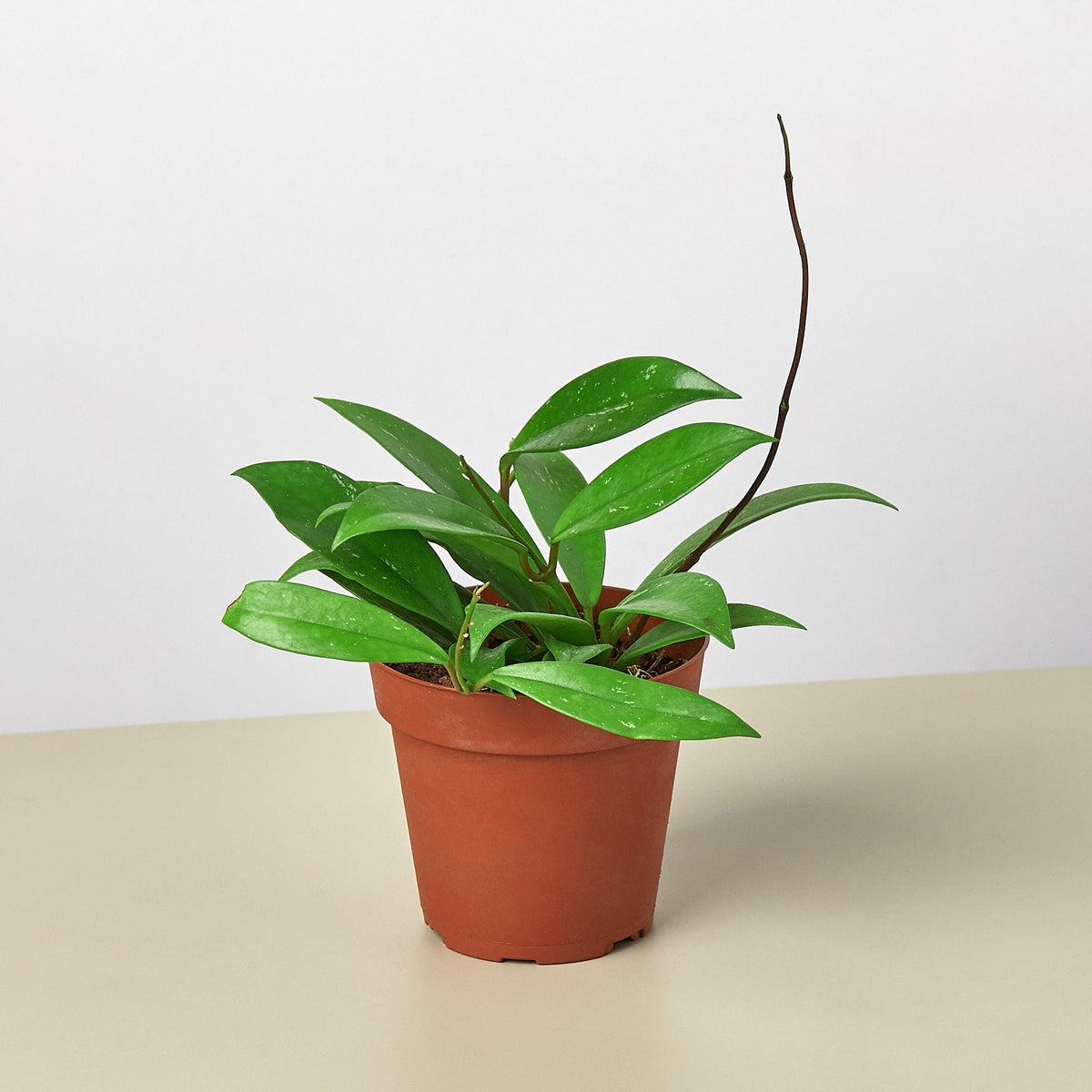 Hoya 'Publicalyx' - Garden Gets