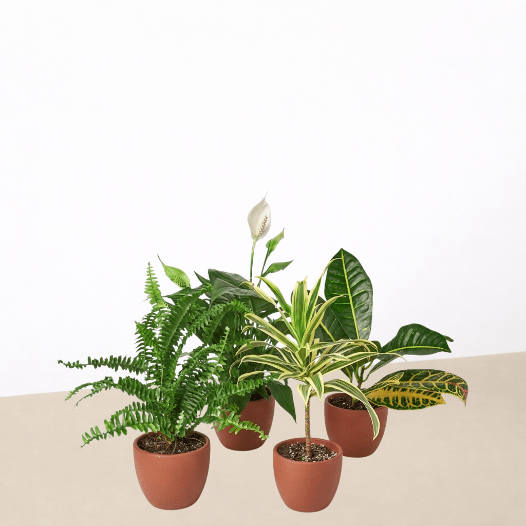 Air Purifying Variety Bundle - Garden Gets