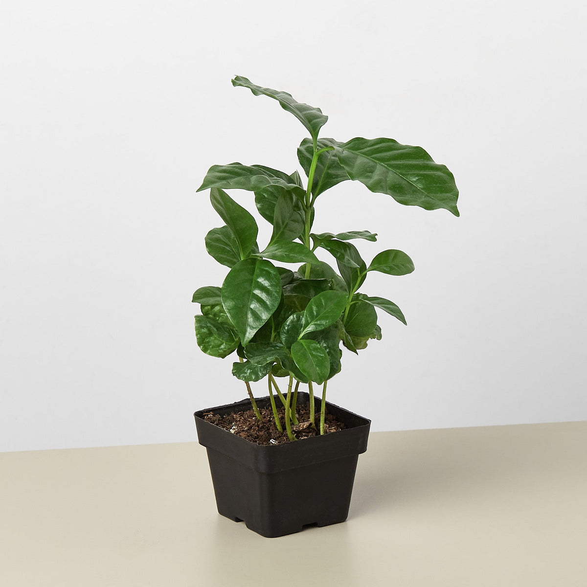 Arabica Coffee - Garden Gets