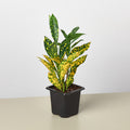 Croton 'Gold Dust' - Garden Gets