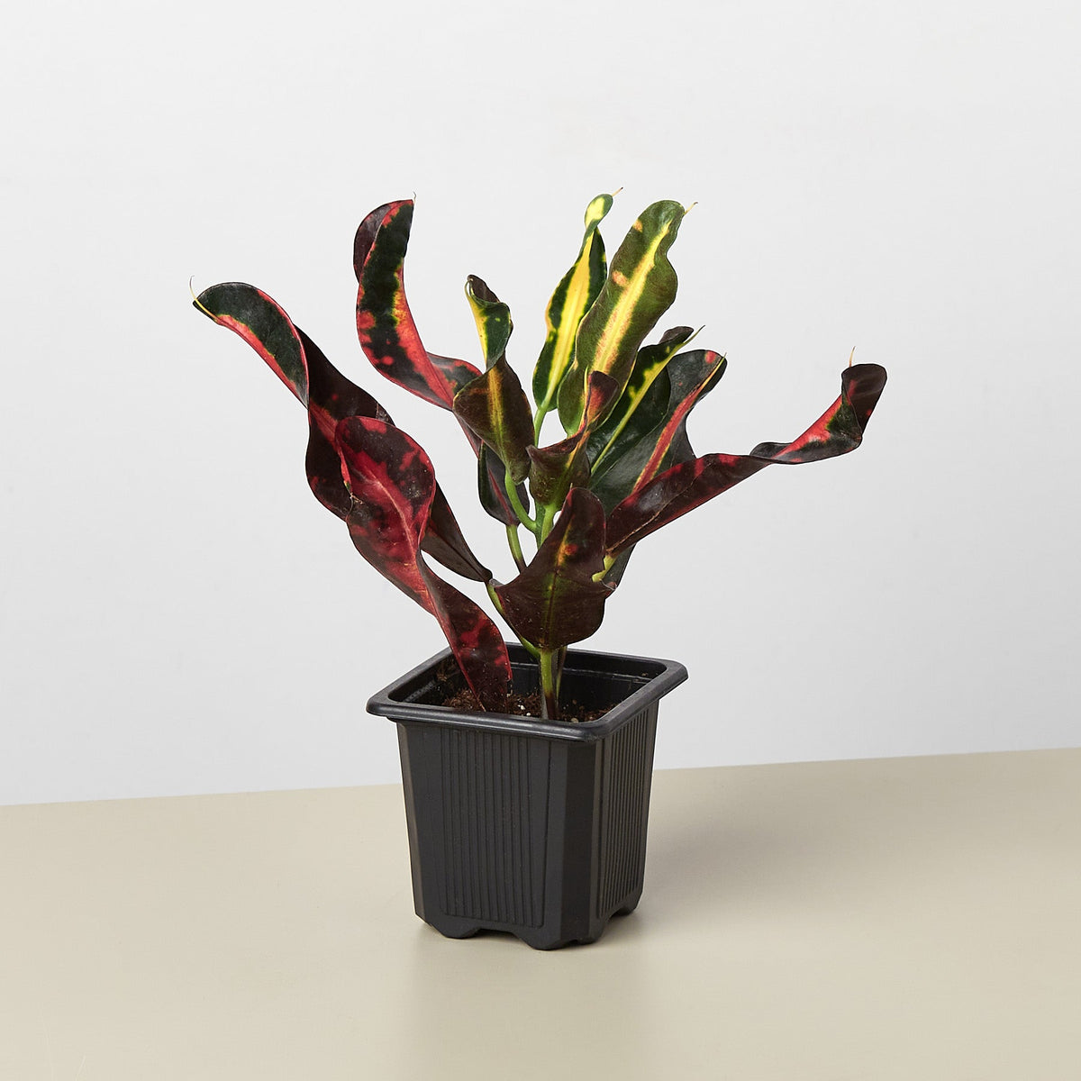 Croton Mammy - Garden Gets