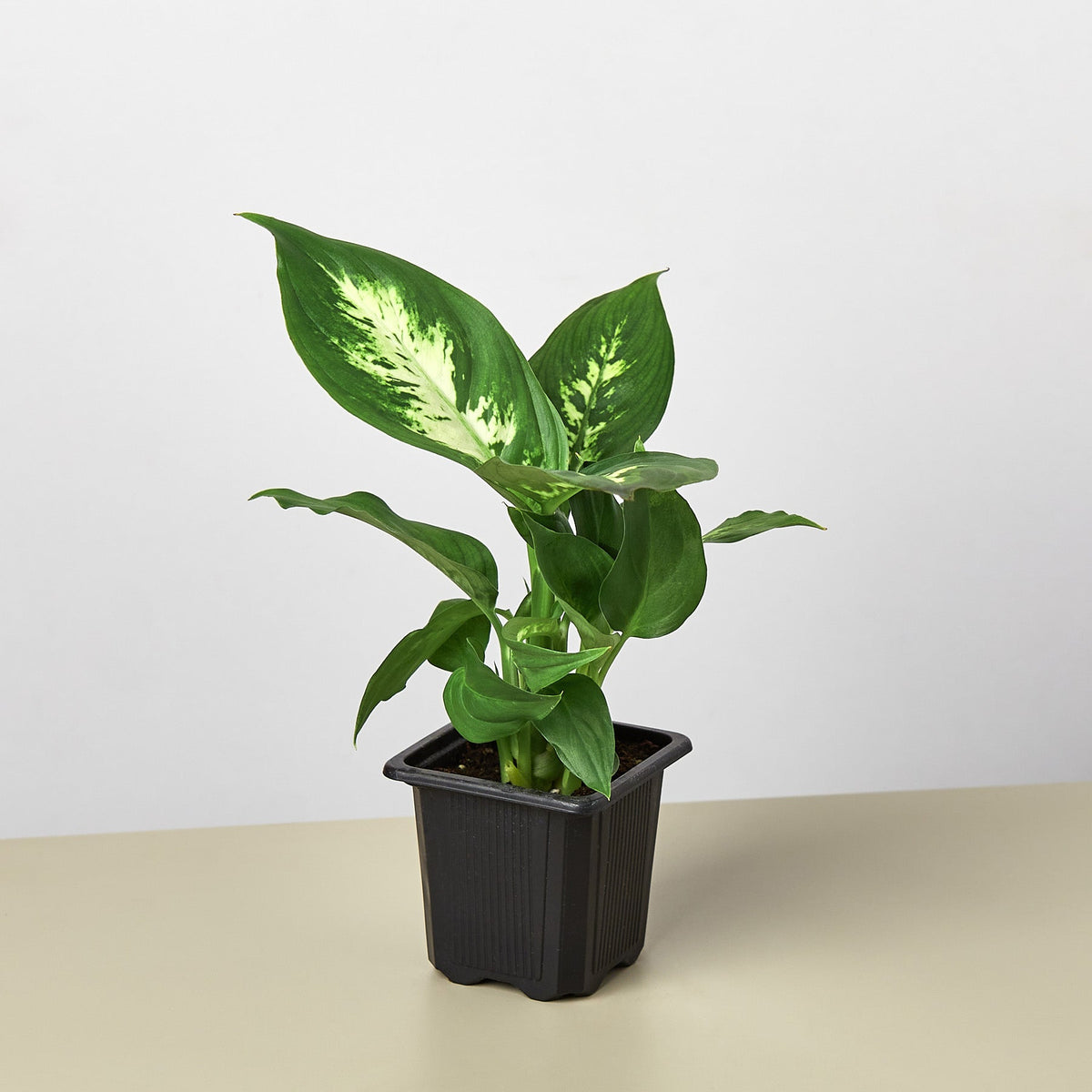Dieffenbachia Camille - Garden Gets