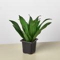 Dracaena 'Janet Craig' - Garden Gets